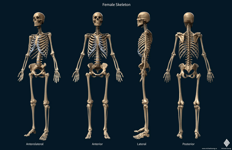 Michael Soong Skeleton