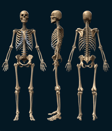 Michael Soong Skeleton