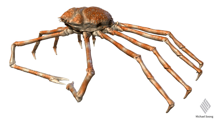 Michael Soong Spider Crab 4